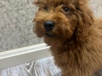 Tüm aşıları tam 5 aylık kore toy poodle