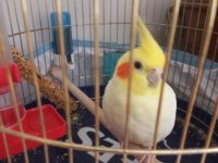 4 yaşında adı carlos erkek sultan papağanı