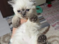 Dört adet scottish fold erkek dişi