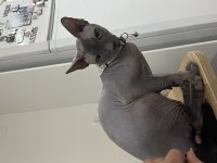 Safkan erkek sfenks