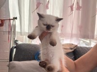 Çikolata point british longhair