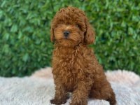 Toy poodle bebekler