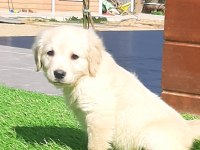Golden Bebeklerimiz Aşıları Tam