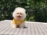Dişi ve erkek mevcuttur hepsi de safkan pomeranian