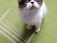 Persian Erkek Kedimiz