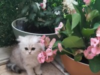British longhair bal kız
