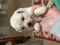 Korekan sıfır Maltese terrier