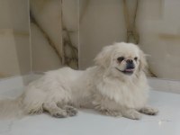 Köpeğimiz acil sahiplendirilir