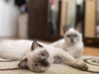 Acil sahiplendirme british longhair