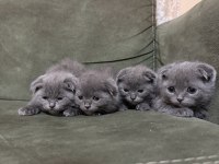 Sütten kesilmiş minik yavru kediler