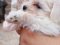 Maltese yavru bebekler