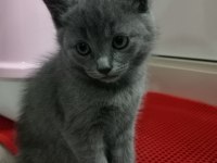 Yavrumuz sahiplendirilecektir scottish fold