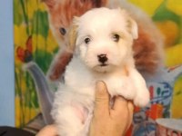 Kar beyaz maltese yavrumuz