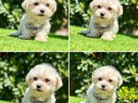 Tüy dökmez teacup maltese bebekler