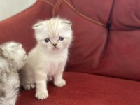 İki aylık erkek scottish fold yavrular