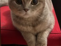 Scottish fold kedimiz