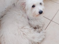 Maltese terrier dişi