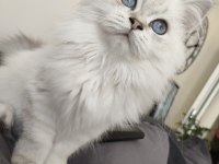 Safkan ırk British longhair erkek 1 yaşında