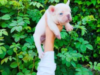 Platinum dişi erkek french bulldog