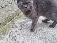 1 YAŞINDA ERKEK KEDİMİZ