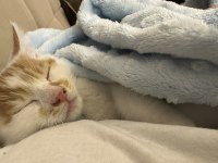 2.5 AYLIK ERKEK SARI BEYAZ TEKİR KEDİ YAVRUSU