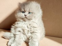Harika british longhair yavruları