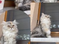 Dişi Chinchilla 1 Yaşında