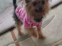 1 erkek ve 1 dişi köpeğimiz