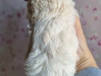 MİNİ BOY MALTİPOO BEBEKLER