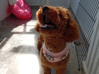 1 yaşında toy poodle