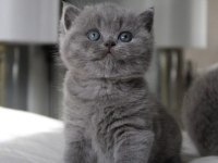 Tombul Kedimiz Gri British Shorthair 
