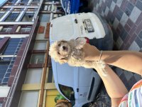 2 Aylık Erkek 0 Numara Maltipoo Yavrum