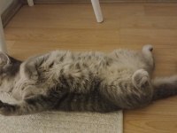 11 aylık dişi british shorthair
