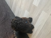 UYGUN 3,5 AYLIK MALTİPOO