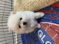 Kar Beyazı pomeranian bebeklerimiz