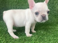 Egzotik french bulldog bebekler yeni yuvasını arıyor