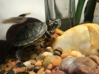 Su Kaplumbağası Yavru Yerinde Ve Gönderim