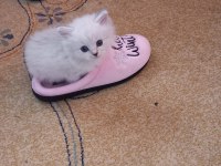 Prensesimiz british longhair