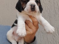 A kalite beagle yavrular