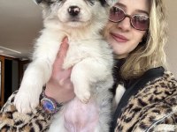 12 Yıllık üreticiden Border Collie Yavrular