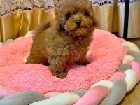 Sevimli Toy Poodle Yavrularımız