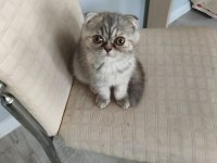 Scottish fold 50 günlük dişi