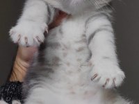 British shorthair