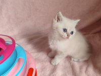 Safkan British Shorthair