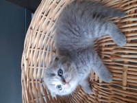 Safkan Scottish Fold Yavrular Sahiplendirilecek