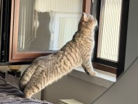OYUNCU KEDİMİZ YENİ YUVASINI ARIYOR