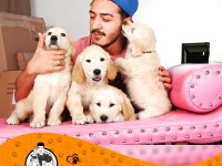 Golden Retriever Baby Face Safkan