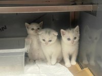 British Shorthair Bembeyaz Bebekler Yuva Arıyor