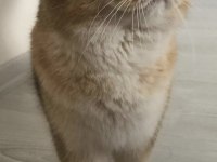 Scottish fold kedimizi çiftleştirme ilanıdır