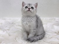 Silver point british shorthair bebeğim
